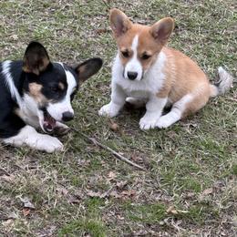 Pembroke Welsh Corgi Puppies from S7 Corgis and Chaos