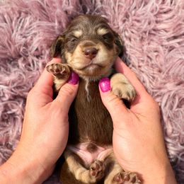 Ace - Chocolate and tan male Dachshund puppy in Wamego, Kansas from Doodles of Oz