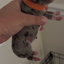 Eilish - Blue merle female Miniature Australian Shepherd puppy in Greer, South Carolina from DRS Mini Australian Shepherds