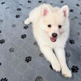 Calamity Jane - Gray and white female Pomsky puppy in Blue Earth, Minnesota from Blue Sky Pomsky