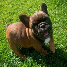 French Bulldogs and Rhodesian Ridgebacks from Diamonds In The Ruff Kennels