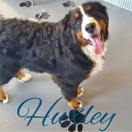 Huxley - Bernese Mountain Dog