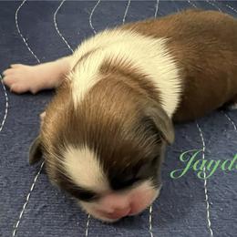 Jayden - Gold and white male Shih Tzu puppy in Hemet, California from Aloha Shih Tzu