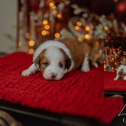 Love - Red merle female Aussiedoodle puppy in Inman, South Carolina from Dark Corner Doodles