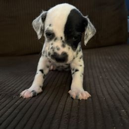 Roo - White and black male Dalmatian puppy in Fort Cavasos, Texas from Mainstreet Dalmation