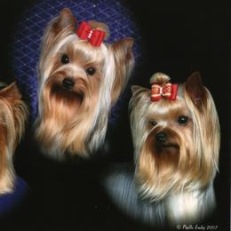 Yorkshire Terrier All Grown Up from Shelby Stevens