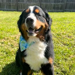 Dipper - Bernese Mountain Dog