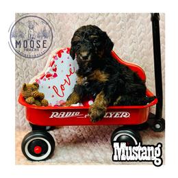 Mustang - Phantom female Bernedoodle puppy in Belleville, Michigan from Moose Tracks Bernedoodles