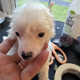 Fendi - White Chinese Crested puppy in Natick, Massachusetts from Mindy Dobrow's Chinese Crested Puppies and standard poodles