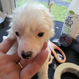 Fendi - White Chinese Crested puppy in Natick, Massachusetts from Mindy Dobrow's Chinese Crested Puppies and standard poodles