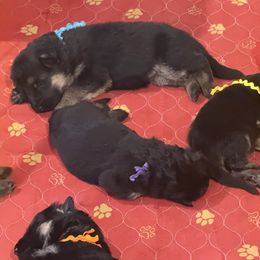 Purple collar girl - Black and red female German Shepherd puppy in Wyoming, Michigan from Big Jones Kennels