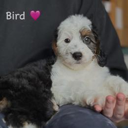 Bird - Black tri-color female Aussiedoodle puppy in Lancaster, Minnesota from Finney Ranch