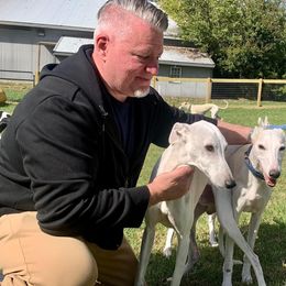 Whippet All Grown Up from Timbreblue Whippets