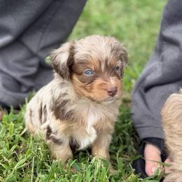 Mallorie - Red merle female Aussiedoodle puppy in Warrensburg, Missouri from Dreamer Ridge Puppies