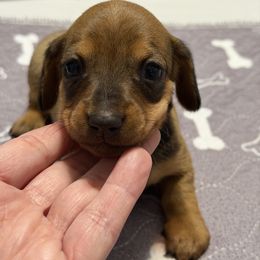 Dolly - Red female Dachshund puppy in Raeford, North Carolina from Army of Dachshunds
