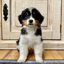 Tricolor with white underside - Tri-color male Bernedoodle puppy in Brooksville, Florida from Kruger Doodles