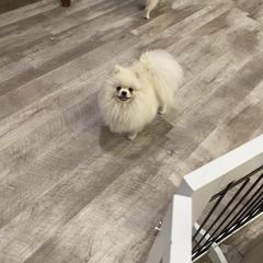 Sugar - Pomeranian