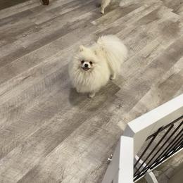 Sugar - Pomeranian