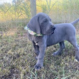 Hook - Blue Great Dane puppy in Rosharon, Texas from Parker's Great Danes