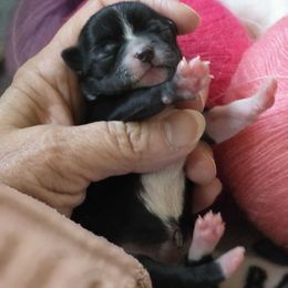 Alyeska - Black and white female Chihuahua puppy in Alaska from Snowy Mountains Chihuahua