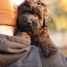 Grahm - Wheaten male Whoodle puppy in West Bend, Iowa from Blue Skies Terriers
