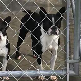 Maggie - Boston Terrier