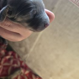 Girl 1 - Blue and cream female Dachshund puppy in Klamath Falls, Oregon from Real Tea Mini Dachshunds