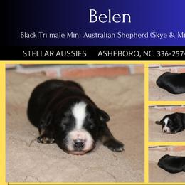 Belén - Black tri male Miniature Australian Shepherd puppy in Asheboro, North Carolina from Stellar Aussies