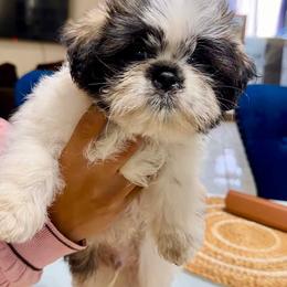 Cuddles - Silver gold and white male Shih Tzu puppy in Azusa, California from RJ Shih Tzu lover