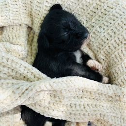 Miniature Schnauzer Puppies from Shannon Truelove