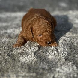 Boy 4 - Red  male Goldendoodle puppy in Cuero, Texas from Firestorm Kennel