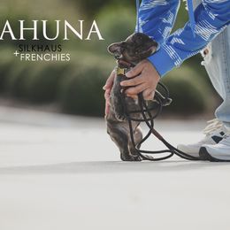 Kahuna - Brindle male French Bulldog puppy in San Antonio, Texas from Silkhaus+Frenchies LLC