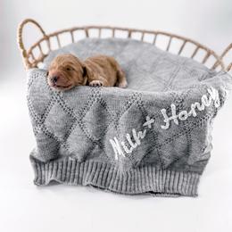 Thread - Apricot male Goldendoodle puppy in Jamestown, Kentucky from Milk & Honey Doodles