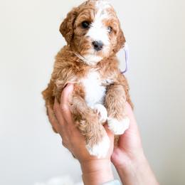 Bernedoodle, Goldendoodle, and Poodle Puppies from Teddy Doodles & Standard Poodles