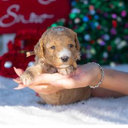 Lilly - Apricot female Poodle puppy in Fort Myers, Florida from Blossom Paws