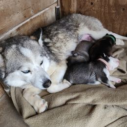 Pomsky Puppies from Pomsky Play-ce