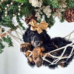 Fern - Phantom female Poodle puppy in Gaylord, Michigan from Dog Mom Co.