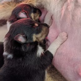 Collie Puppies from Nine Eves