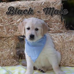 Golden Retriever Puppies from Valley County Goldens