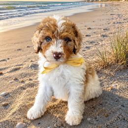 Snickerdoodle - Merle male Goldendoodle puppy in Orange City, Florida from Rainbow Doodle