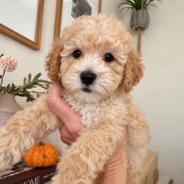Mollie - Apricot female Goldendoodle puppy in Sacramento, California from Little legacy doodles