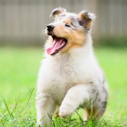 Collie puppies from Fianna Collies