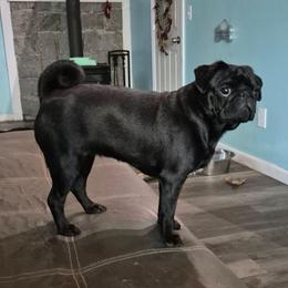 Janet - Pug