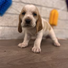 Mozzarella - Lemon and white female Basset Hound puppy in Lubbock, Texas from Hound House