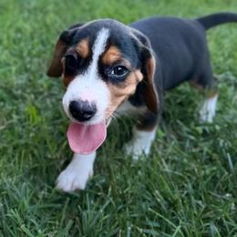 Iggy - Black white and tan male Beagle puppy in Rogersville, Missouri from Hales Little Beagle Haven