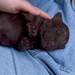 Bowser - Chocolate male Goldendoodle puppy in Portland, Oregon from Sandy Creek Bernedoodles