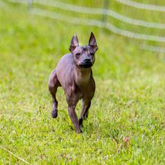 Xoloitzcuintli from Yadalanh Xoloitzcuintli