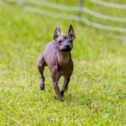 Xoloitzcuintli from Yadalanh Xoloitzcuintli