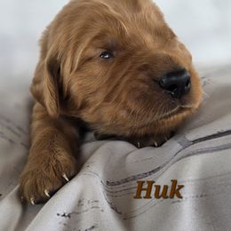 Brown - Dark golden male Golden Retriever puppy in Taft, Tennessee from McGraw's Fetching Pups