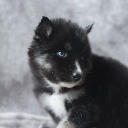 Siberian Husky Puppies from Cascade Siberians